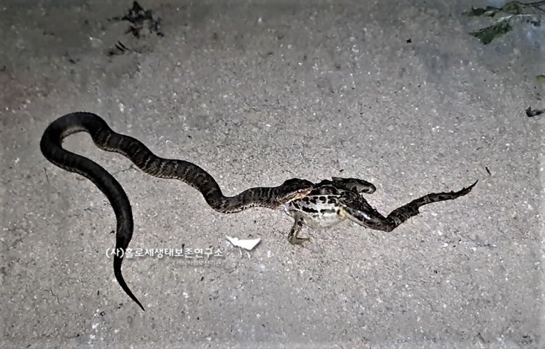 참개구리 잡아먹는 쇠살무사.