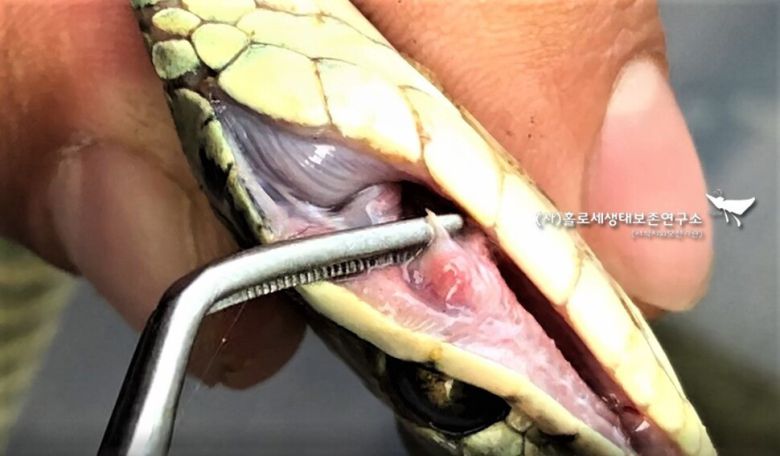 입 안쪽 목구멍 가까이 자리 잡은 꽃뱀의 독이빨. 삼키는 먹이를 제압하고 빠져나가지 못하게 하는 구실을 한다.