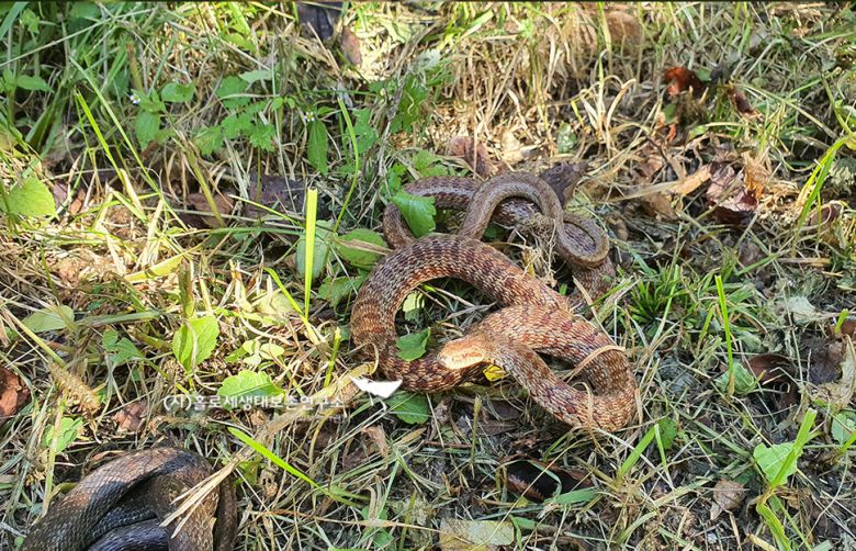 누룩뱀은 독이 없는 흔하게 보는 종이다.