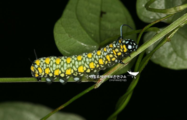 박주가리를 통해 독성물질을 축적하는 제왕나비 애벌레.