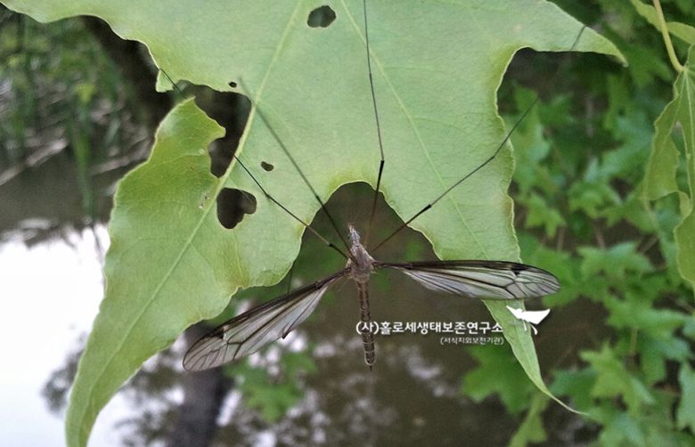 줄각다귀. 각다귀는 유럽에서 ‘키다리 아빠’로 불리기도 한다. 우리말의 각다귀는 ‘남의 것을 뜯어먹고 사는 사람’ 비유적으로 이른다. 곤충 각다귀의 생태와는 맞지 않는 명칭이다. 이강운 홀로세생태보존연구소장