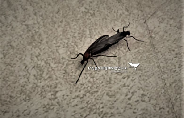 서울 은평구에서 집단 발생해 소란을 일으킨 털파리류. 1주일 만에 잠잠해졌다. 이강운 홀로세생태보존연구소장