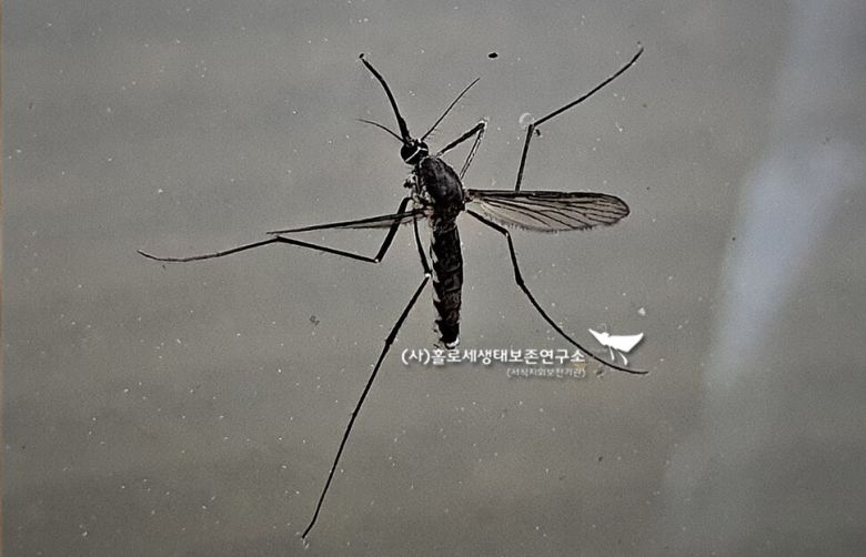 우리나라에서 피를 빠는 모기 중 가장 큰 것으로 알려진 큰검정들모기. 덩치가 큰 만큼 흡혈량도 많고 더 고통스럽다. 이강운 홀로세생태보존연구소장