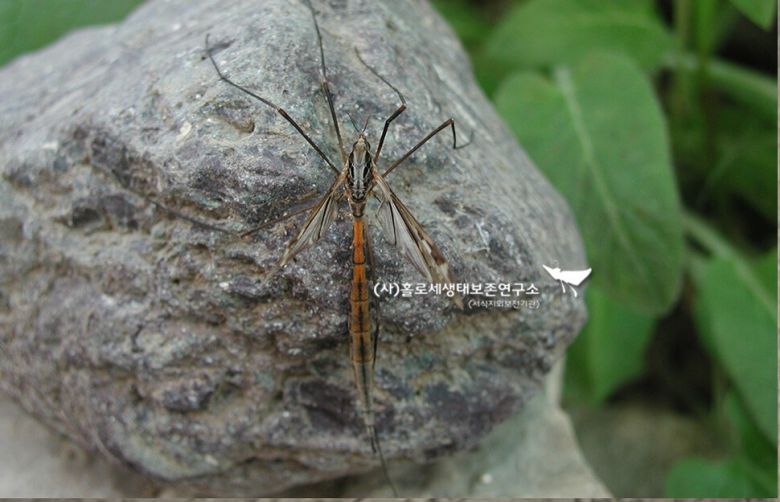 잠자리각다귀. 대형 모기가 아닌 별개 집안의 곤충이다. 이강운 홀로세생태보존연구소장