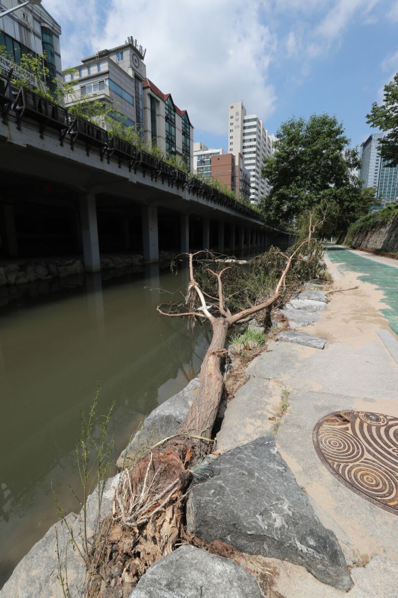 16일 낮 서울 관악구 도림천 산책로에 뿌리가 뽑힌 나무가 쓰러져 있다. 신소영 기자