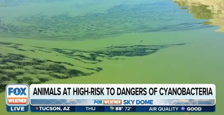 반려동물이 녹조가 번성한 강물에 들어가지 말도록 경고하는 미국의 뉴스. <폭스뉴스> 갈무리