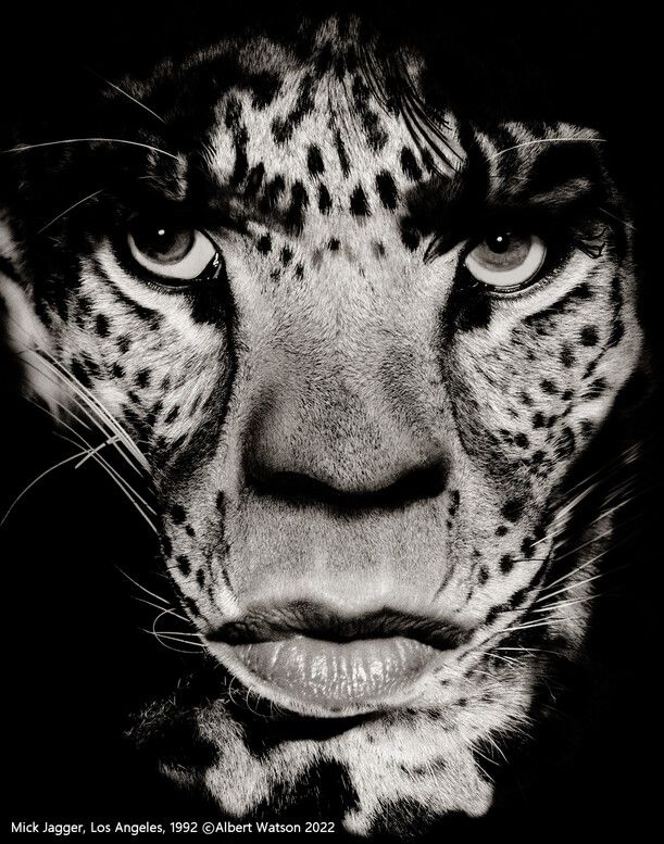 표범 이미지로 분장한 가수 믹 재거의 모습. 1992년 미국 로스앤젤레스에서 찍은 작품이다. 작가 제공