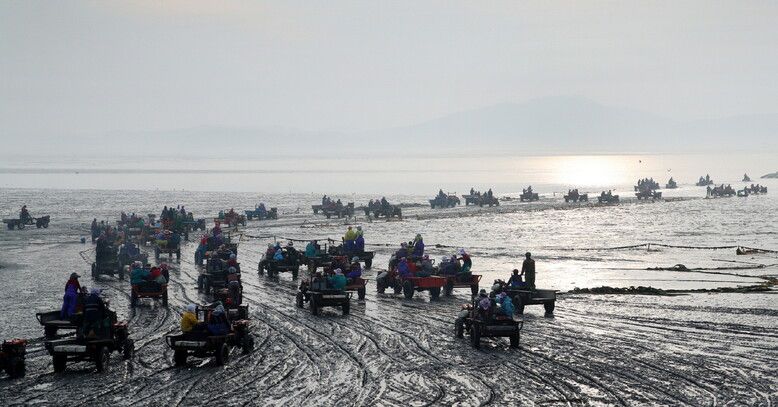 충남 태안 파도어촌계원들이 썰물이 되자 경운기를 타고 바지락 양식장으로 들어가고 있다. 태안군 제공