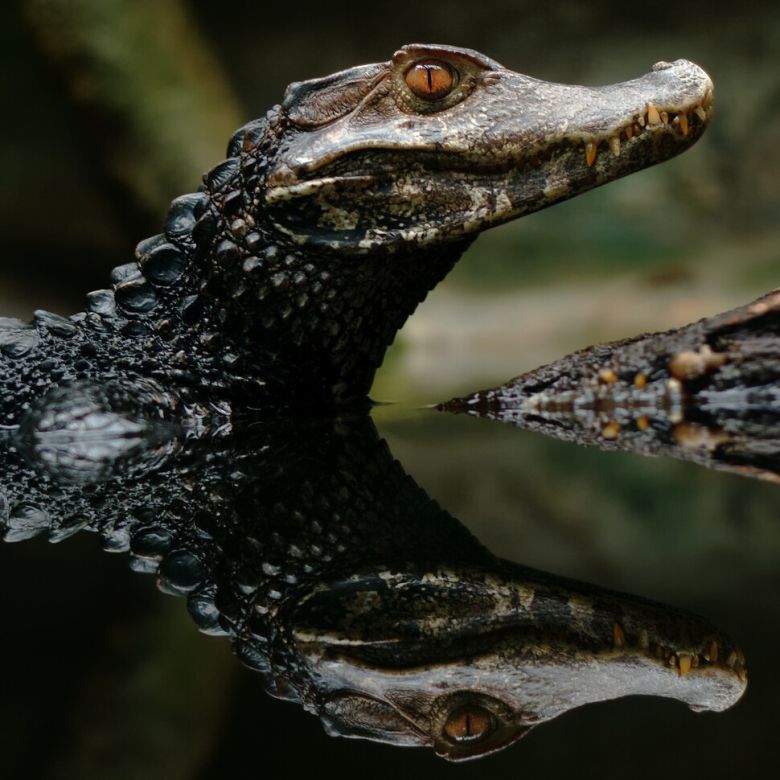 Reflection of The spectacled cayman - Caiman crocodilus in water.