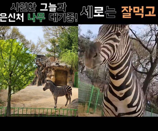 유튜브 채널 <서시공티브이(TV)> 갈무리