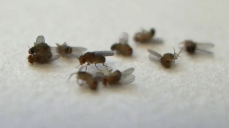 실험에서 사체들과 함께 있는 초파리들. Christi Gendron