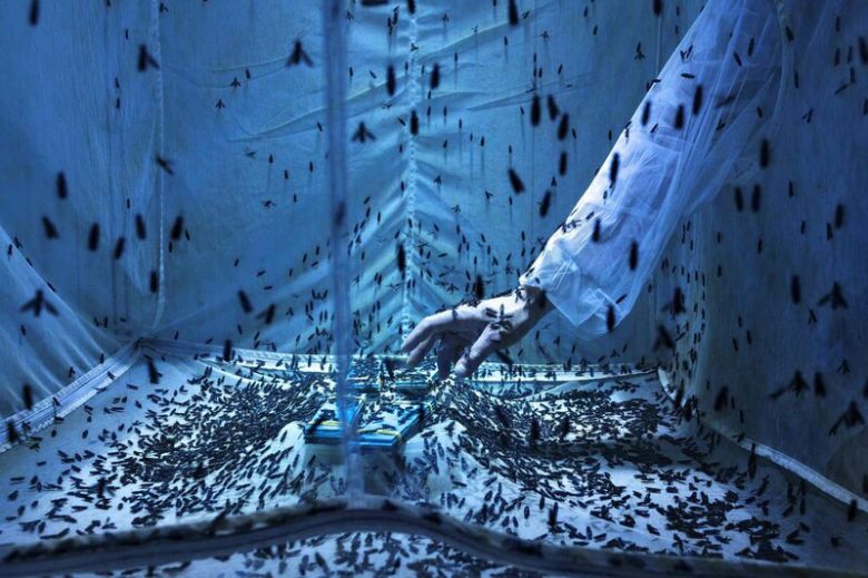 올해의 환경사진상 대상 ‘등에 사육장’. Maurizio di Pietro/CIWEM