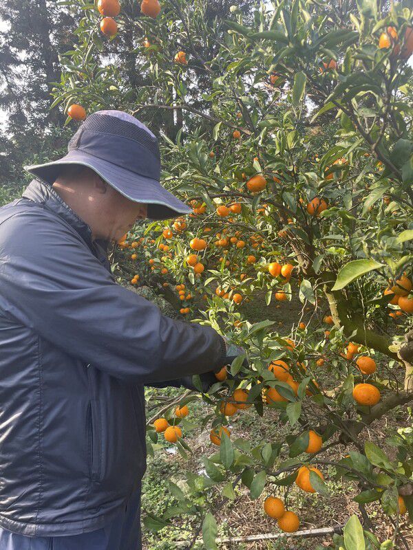 세월호 참사 이후 제주도에 정착한 2학년 7반 이민우 학생 아빠 이종철씨가 감귤농장에서 일하고 있다. 본인 제공