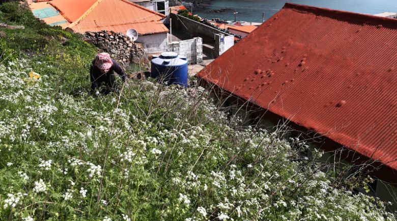 장도 주민이 잡초를 뽑고 있다. 박미향 기자