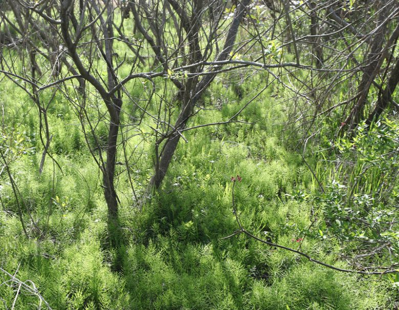 멸종위기 동물 등이 서식하는 ‘장도 습지’. 박미향 기자
