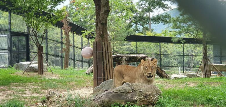 수사자 ‘바람이’와 합사해 함께 생활하는 암사자 ‘도도’가 딸 격인 암사자 ‘디’ 쪽을 물끄러미 바라보고 있다. 오윤주 기자