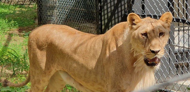 아빠 수사자 ‘바람이’와 헤어진 지 409일 만에 아빠 곁으로 온 암사자 ‘디’. 오윤주 기자