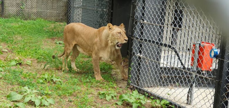청주동물원으로 이사한 암사자 ‘디’가 아빠 수사자 ‘바람이’가 있는 쪽을 향해 우렁찬 소리를 내고 있다. 오윤주 기자