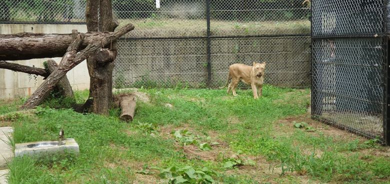 아빠 수사자 ‘바람이’와 헤어진지 411일 만에 아빠 곁으로 온 암사자 ‘디’가 청주동물원 격리방사장을 거닐고 있다. 오윤주 기자