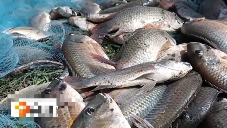 검은턱틸라피아. 타이 피비에스(PBS) 방송 유튜브 갈무리