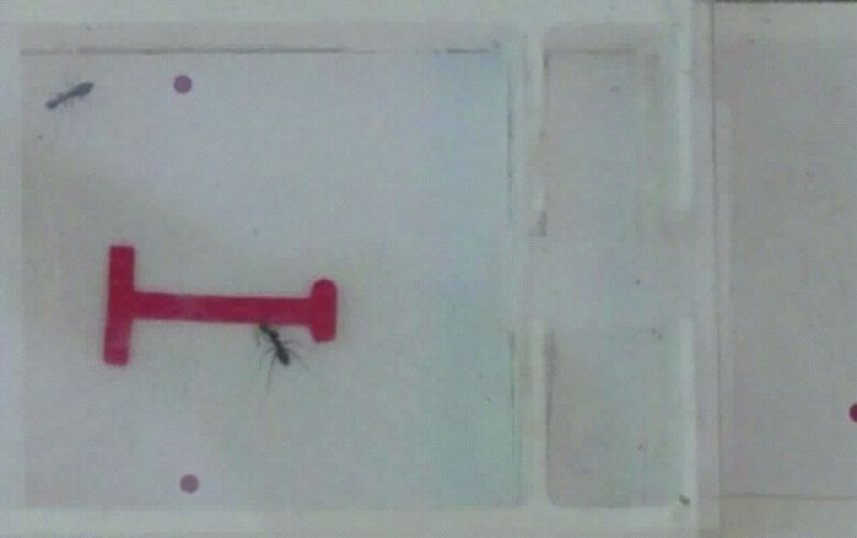 개미들이 T자 모양 물체를 함께 옮기고 있다.