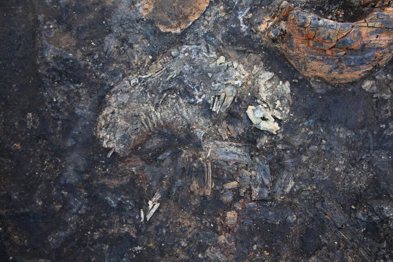 월성 서남쪽 의례유적에서 추가발굴된 또다른 개 한마리의 골격. 출토 당시 모습이다.