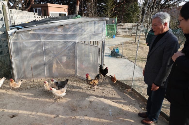 문재인 전 대통령이 7일 경남 양산시 평산마을 자택 마당에서 키우는 닭에 대해 설명하고 있다. 강창광 선임기자 chang@hani.co.kr