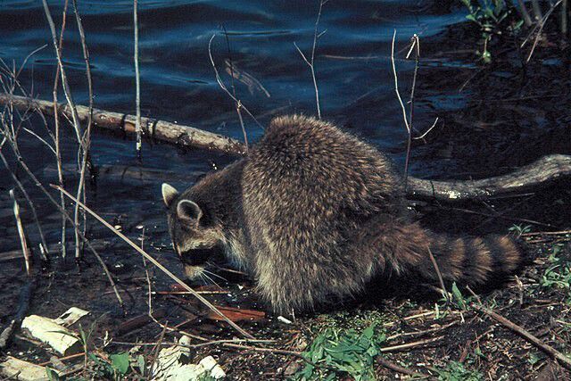 라쿤은 앞발의 촉각을 극대화 하고 먹이의 질감을 파악하기 위해 먹이를 물에 담갔다 먹는다. 위키피디아 코먼스