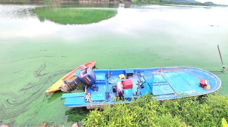 녹조 번성 시기 낙동강 모습. 강물 전체가 녹조로 푸르게 물들었다. 최상원 기자