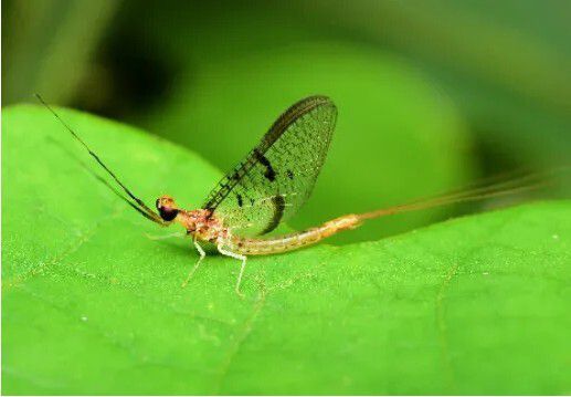 ‘팅커벨’이라 불리는 동양하루살이. 한겨레 자료사진