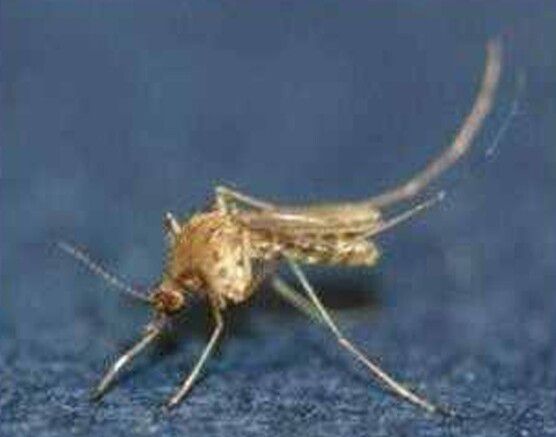 일본뇌염을 옮기는 작은빨간집모기. 질병관리청