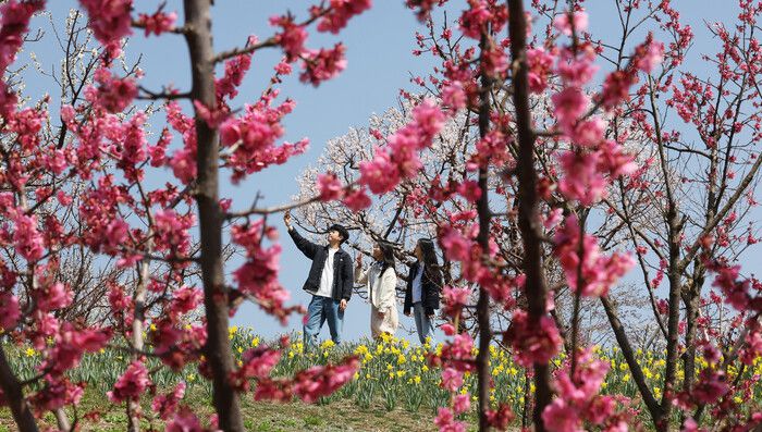 완연한 봄 날씨를 보인 지난 8일 경기도 용인시 에버랜드 하늘정원길에 매화가 만개해 있다. 연합뉴스