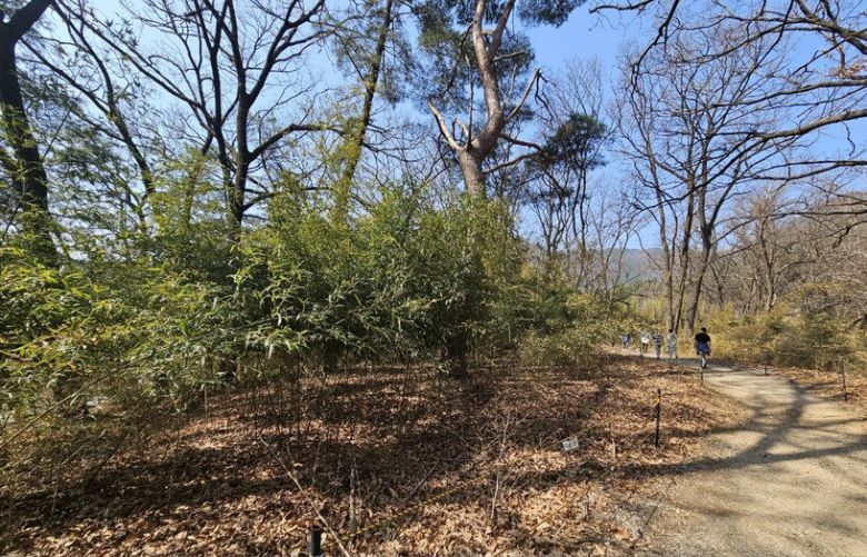 키작은 대나무숲과 파란하늘이 어루저진 보훈둘레길의 주황길. 최예린 기자