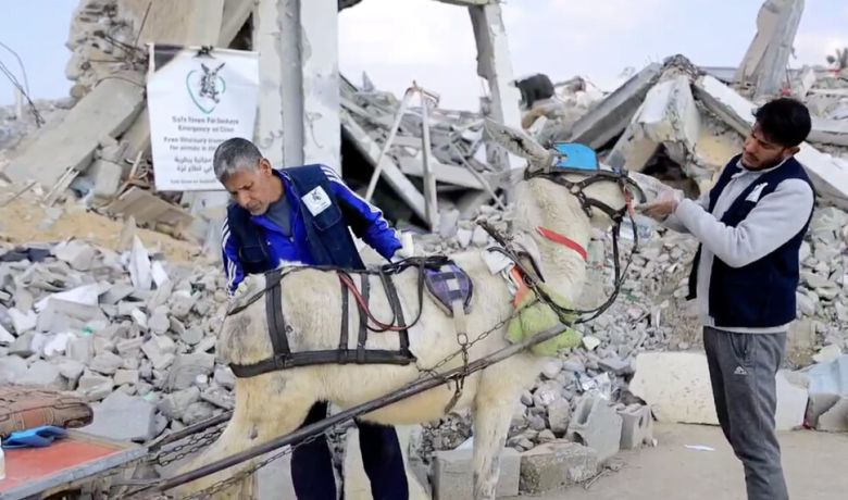 올해 초 ‘당나귀를 위한 안전한 피난처’ 직원들이 가자지구에서 당나귀를 돌보고 있다. 이 단체 누리집 갈무리