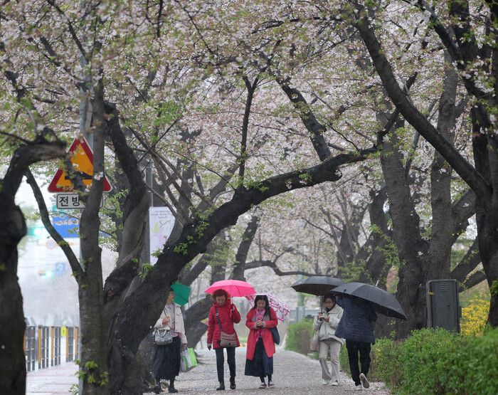 지난 14일 서울 여의도에서 우산을 쓴 시민들이 벚꽃이 진 길을 걷고 있다. 연합뉴스