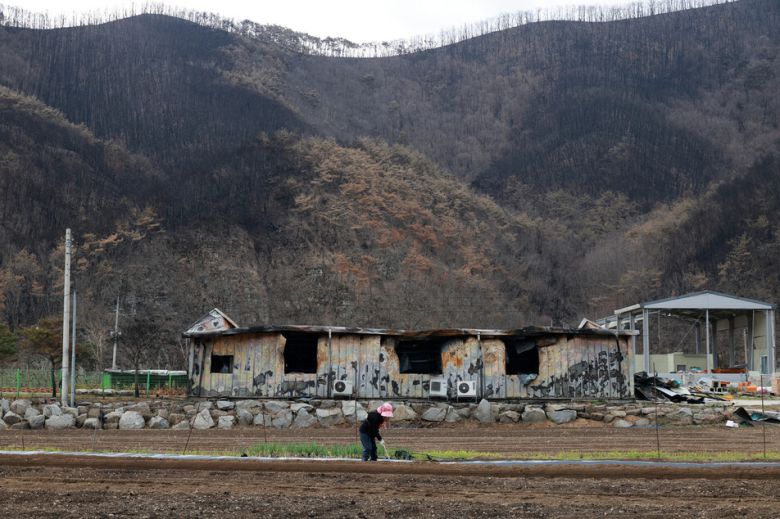 지난 14일 오전 경북 안동시 임하면 새까맣게 타버린 산 인근에서 한 주민이 밭일을 하고 있다. 김혜윤 기자 unique@hani.co.kr