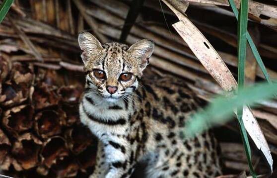 중남미에 서식하는 마게이는 나무 위 생활에 특화되어 있는데, 마게이는 능숙한 등반가로 일생의 대부분을 나무에서 보낸다. 그린피스 제공