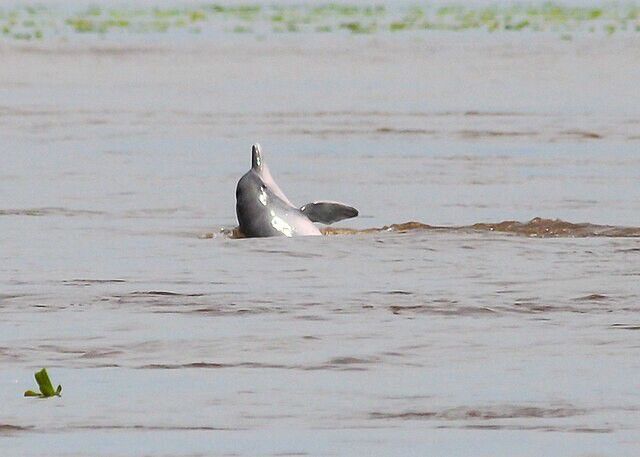 보투(Boto-cor-de-rosa)라고도 알려진 아마존강돌고래는 강돌고래 가운데 가장 큰 종이다. 수컷의 경우 나이가 들면서 더욱 선명해지는 분홍 몸색으로 유명하다. 위키미디어 코먼스