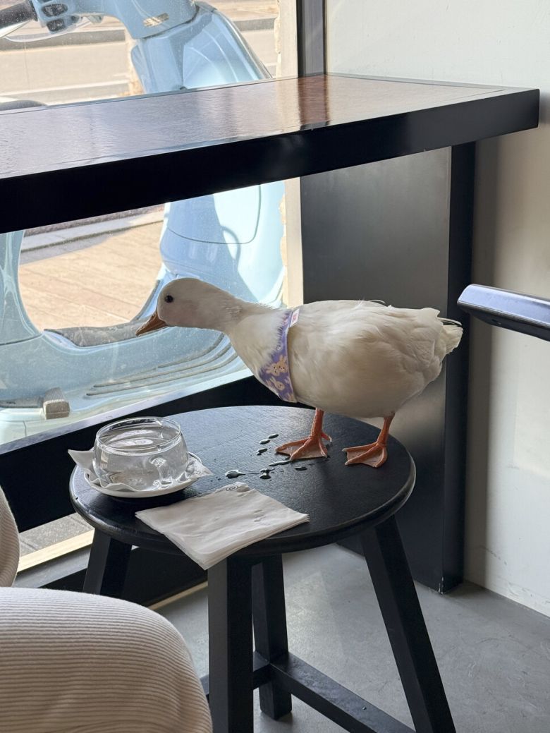 보광사 여행을 마치고 집에 돌아오며 들른 카페 ‘콰이어트 라이트’. 때로 재밌는 풍광이 펼쳐진다. 최갑수 제공