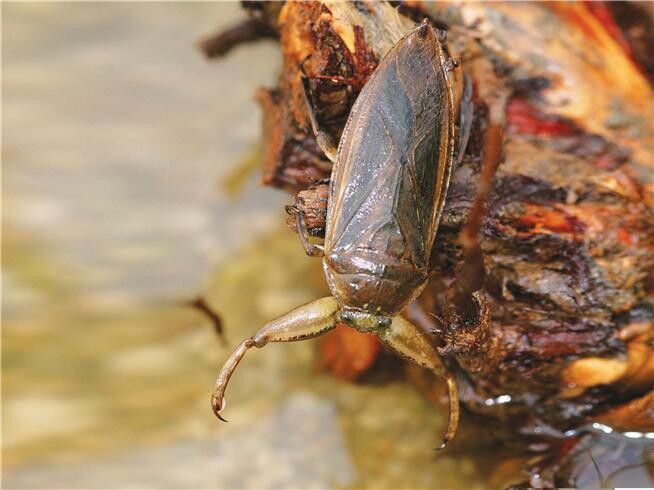 물장군은 암컷이 알을 낳으면 부화할 때까지 알뜰살뜰 보살피는 행동으로도 유명하다. 국립생태원 멸종위기종복원센터 제공