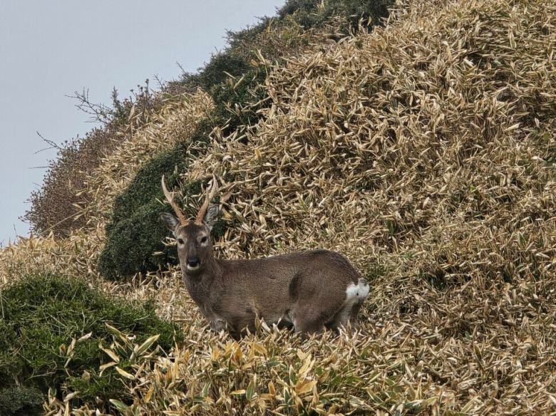 사라오름에서 만난 노루는 도망치지도 않고 여행객을 빤히 본다. 박준형 제공