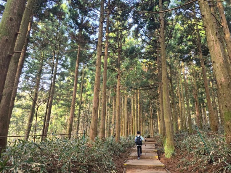 높게 뻗은 삼나무 숲 너머로 드러난 푸른 하늘. 박준형 제공