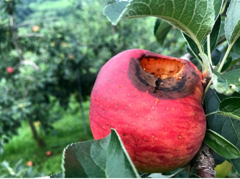 잦은 폭우로 탄저병이 생긴 사과. 필자 제공