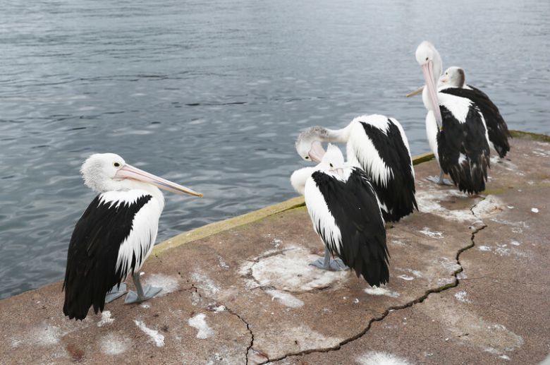 ‘에덴 아마추어 피싱 클럽’ 인근에 있는 항구에선 펠리컨을 만나기 쉽다. 박미향 기자
