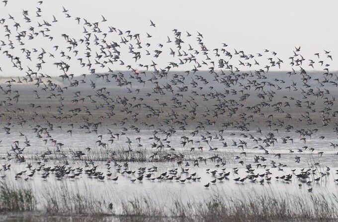 수라갯벌의 도요새 무리. 좀도요와 민물도요가 수라갯벌 상공을 날고 있다. 오동필 새만금시민생태조사단 공동단장 제공