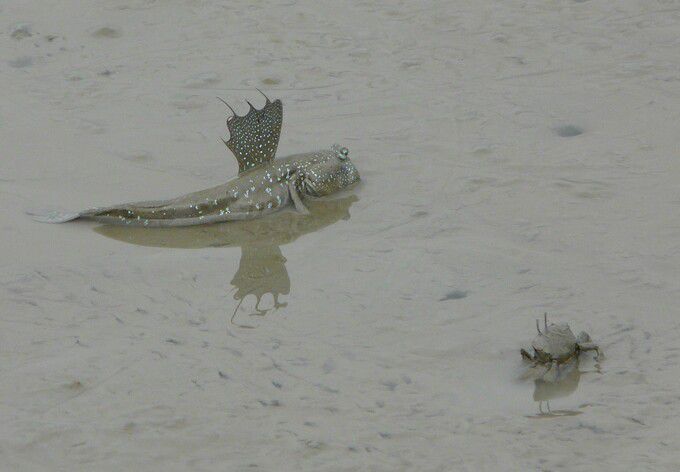 전남 신안군 증도에서 촬영한 짱뚱어와 게의 모습. 최영래 교수 제공