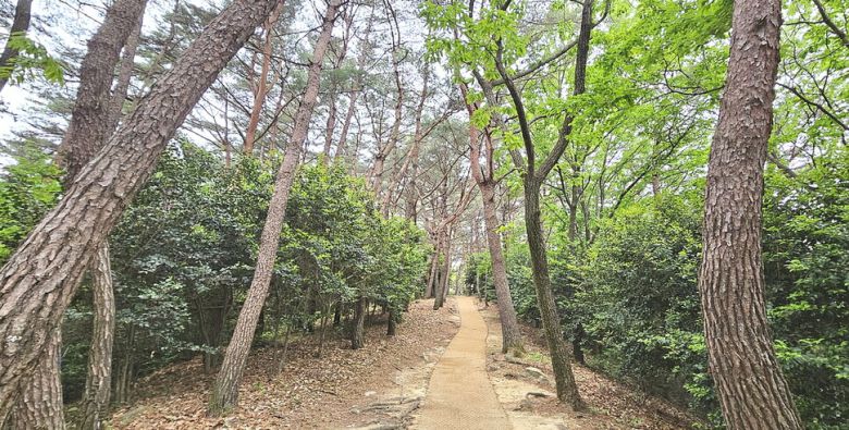 이락사로 가는 숲길. 소나무와 동백이 어우러져 있다.