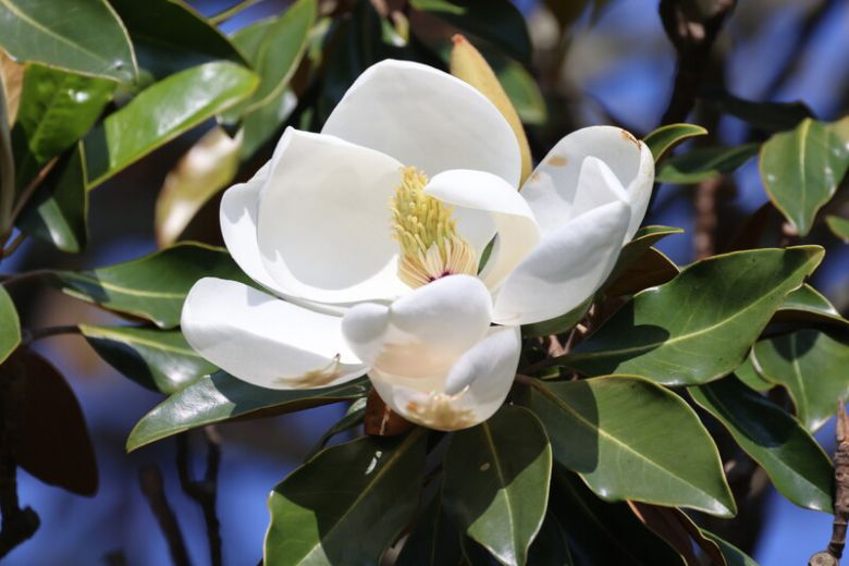 천리포수목원에 핀 태산목 ‘리틀 젬’. 천리포수목원 제공