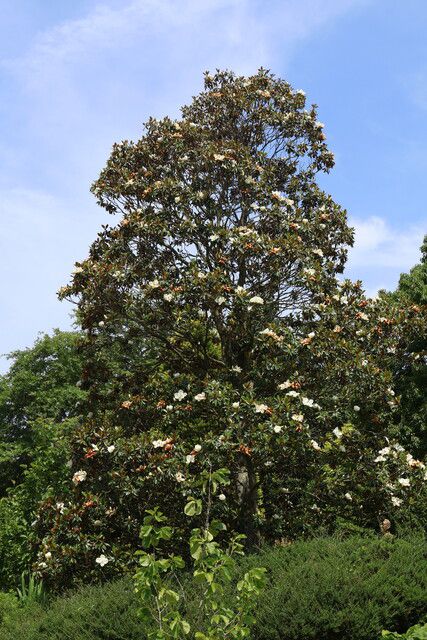 천리포수목원에 핀 태산목 ‘리틀 젬’의 수형. 천리포수목원 제공