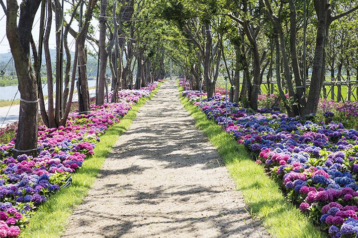 ‘2025 신안 도초도 섬 수국 축제’에서 펼쳐질 풍경. 신안군청 제공